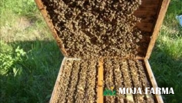 Mamac za hvatanje rojeva pčela