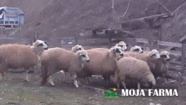 Sjenicke umaticene ovce