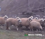 Sjenicke umaticene ovce