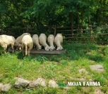 Mlade sjagnjaste ovce
