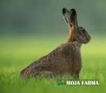 Divlji zečevi - kompletna farma