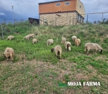 Ovce na prodaju 